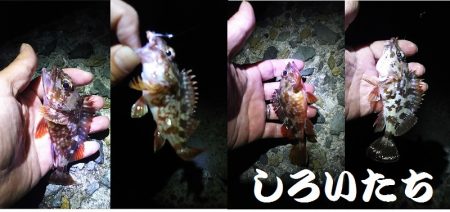 ガシラがよく釣れました。